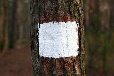 Ormandaki ağaç beyaz boş Meydanı boyanmış