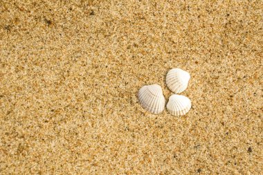 Altın kum makro üzerinde küçük deniz kabuklarını kapatın. Baltık Denizi