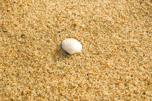 Pequeñas conchas marinas en arena dorada macro de cerca. Mar Báltico — Foto de Stock