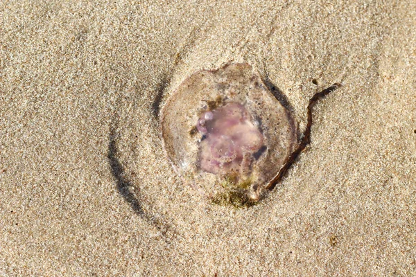 해변에는 해안 모래에 하나의 단일 죽은 핑크 해파리 — 스톡 사진