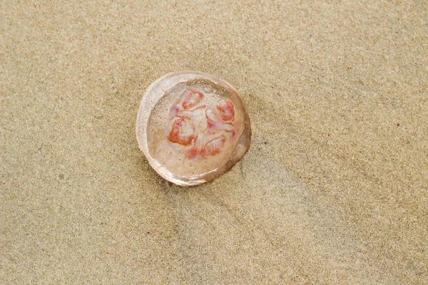 해변에는 해안 모래에 하나의 단일 죽은 핑크 해파리 — 스톡 사진