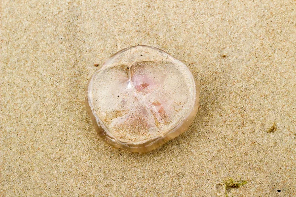 Одна мертва рожева медуза на піску на узбережжі, на пляжі — стокове фото