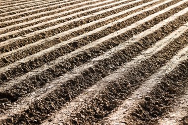 Sürülmüş alan, satır kahverengi zemin üzerinde. Çok güzel arka güneş ışığı