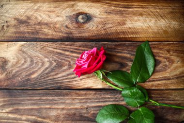 Ahşap arka plan üzerinde tek kırmızı gül. Sevgililer günü arka plan