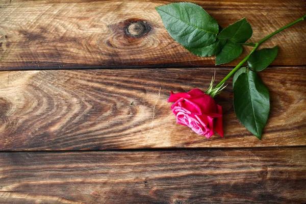 Rosa rossa singola su fondo di legno. San Valentino sfondo Foto Stock