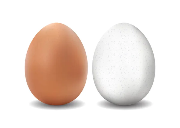 Két elszigetelt vektor reális fehér és barna tojás a fehér fonákkal — Stock Vector