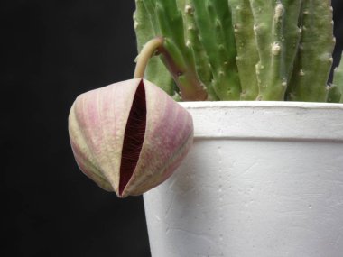 Stapelia çiçek tomurcuk açmaya hazırlanıyor. Stapelia wi