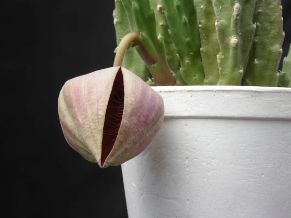 Stapelia çiçek tomurcuk açmaya hazırlanıyor. Stapelia wi