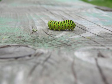Bir machaon kendi tarafında bir yaprak biti ile caterpillar alo tarar
