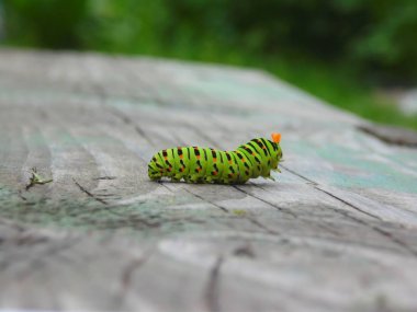 Caterpillar machaon ahşap bir sörf üzerinde mücadele bir duruş
