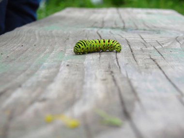 Machaon caterpillar ben ahşap yüzeyi boyunca tarar
