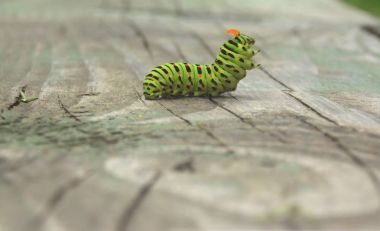 Caterpillar machaon turuncu ile mücadele bir duruş, ante