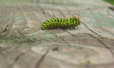 Caterpillar mahaona bir ahşap yüzeye üzerinde turuncu anten ile 