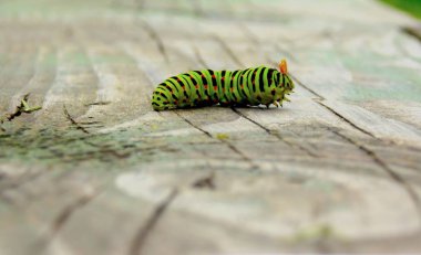 Caterpillar mahaona bir ahşap yüzeye üzerinde turuncu anten ile 