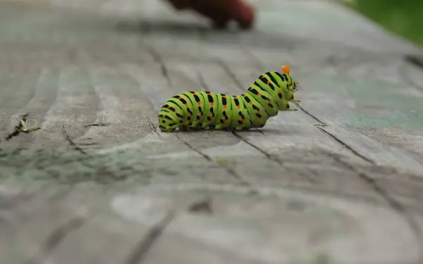 Caterpillar of the machaon ในสนามรบที่มีสีส้ม — ภาพถ่ายสต็อก