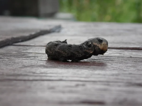 Лефила эльпенорская (Lephila elpenor.Caterpillar of the elenant hawk-moth in a dead) — стоковое фото