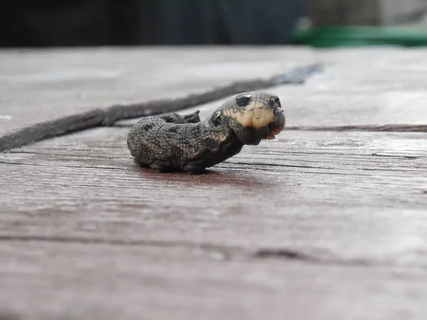 Deilephila elpenor.Chenille d'éléphant fauve dans une défense — Photo