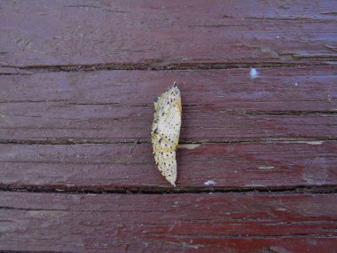 Pieris brassicae, büyük Beyaz lahana kelebek olarak da bilinir