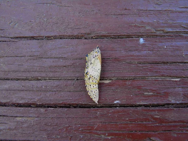 Pieris brassicae, o grande branco, também chamado borboleta de repolho — Fotografia de Stock