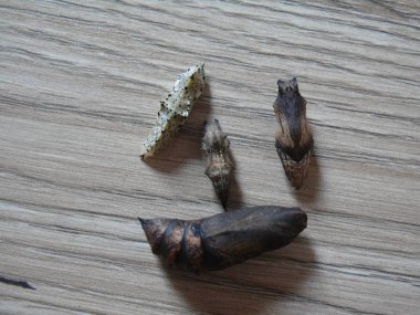 Pupa kelebeklerin bir ahşap yüzeye yalan dizi: Deilephil