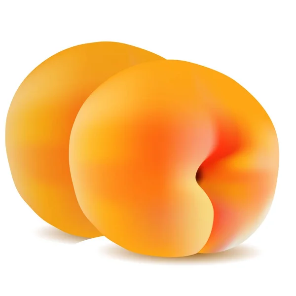 Paar realistische 3D reife gelbe Aprikosen Pfirsiche auf weißem Rücken — Stockvektor