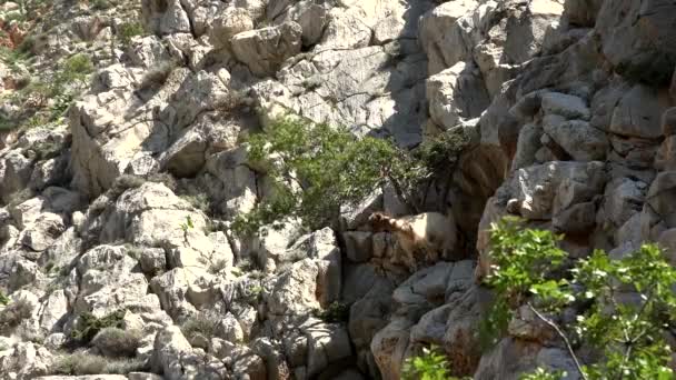 Survival in the Cretan Mountains — Stock Video