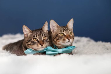 Tekir kediler bir papyon içinde