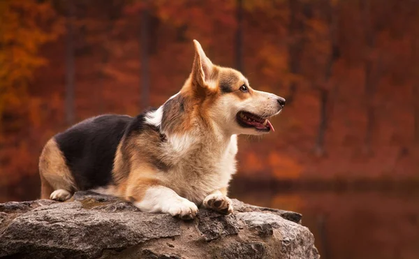かわいいコーギー犬の秋の肖像画 — ストック写真