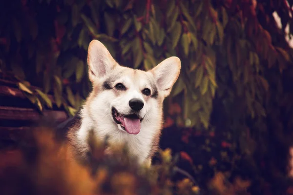 Bonito Sorrindo Galês Corgi Cão Retrato Outono Parque — Fotografia de Stock