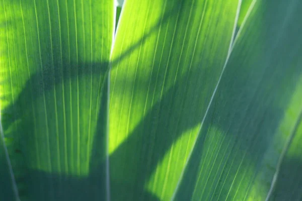 Long green leaves with veins in close-up