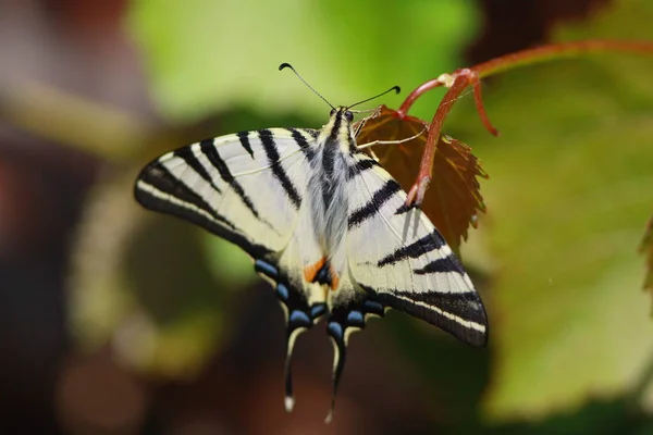 Mahaon de borboleta em uma folha de uva — Fotografia de Stock