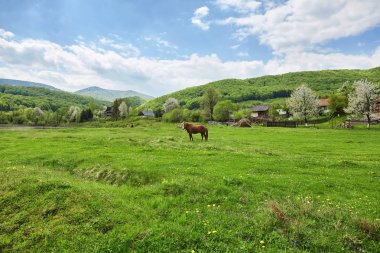 Mera üzerinde kahverengi at. Karpat Dağları. Yaz