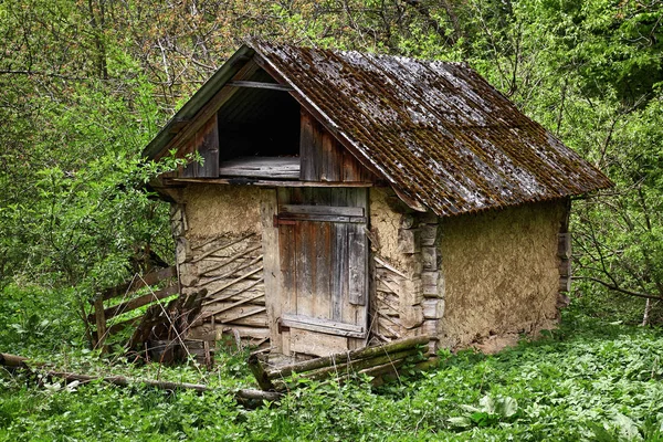 Um velho cavado na floresta verde — Fotografia de Stock