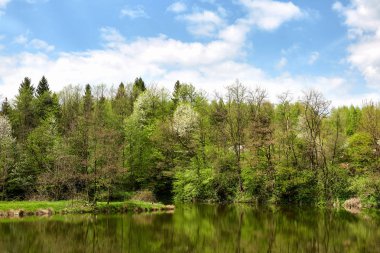 Ormandaki göl güzel manzarasına. Yaz