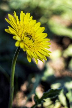 Gerbera jamesonii çiçek