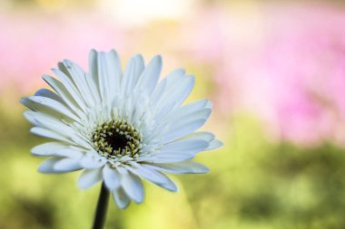 Gerbera jamesonii çiçek