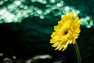 Gerbera jamesonii çiçek