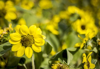 Grupta çiçek açan ayçiçeği