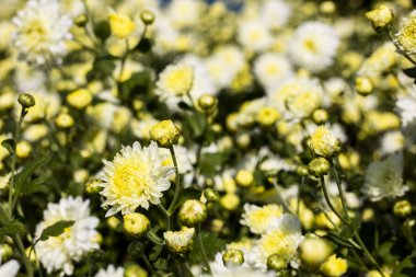 Krizantem flower.background