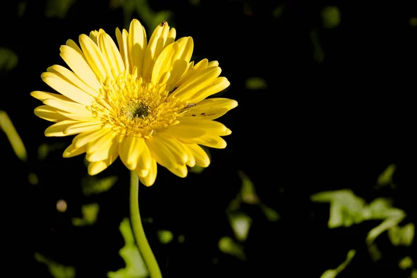 Gerbera jamesonii en flor — Foto de Stock