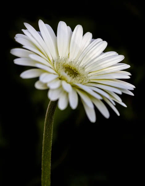 Gerbera jamesonii в цветке — стоковое фото