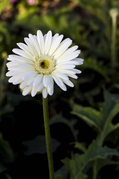 Gerbera jamesonii en flor — Foto de Stock