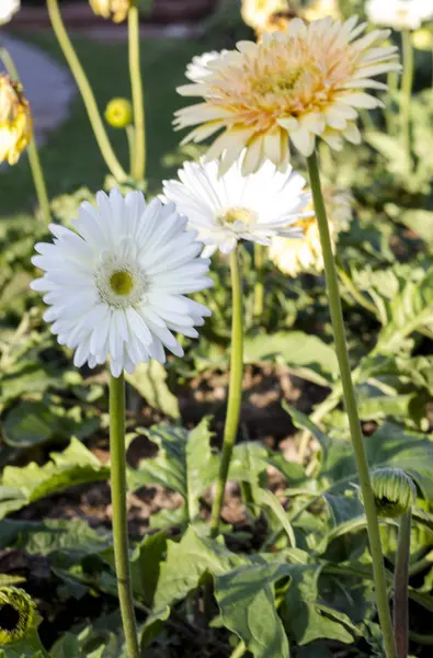 Gerbera jamesonii en flor — Foto de Stock