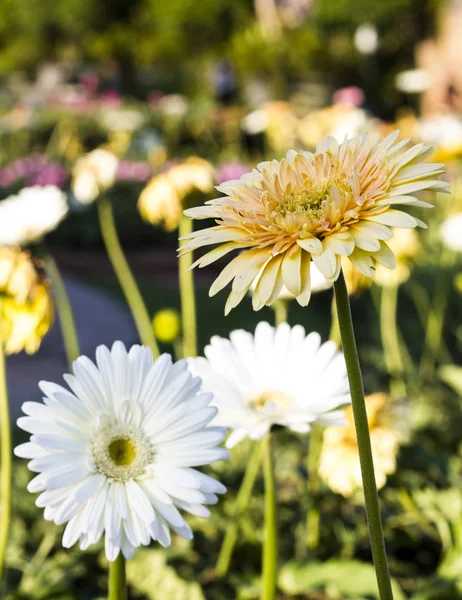 Gerbera jamesonii en flor — Foto de Stock