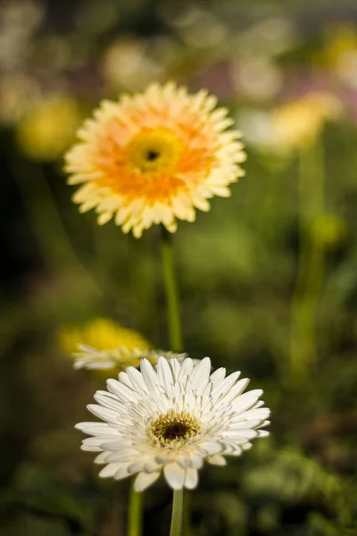 Gerbera jamesonii en flor — Foto de Stock