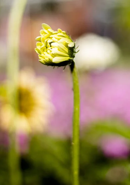 Gerbera jamesonii en flor — Foto de Stock