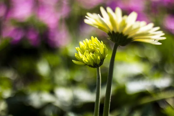 Gerbera jamesonii en flor — Foto de Stock