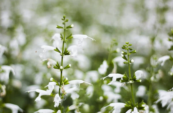 Bílý a fialový květ Salvia v poli — Stock fotografie