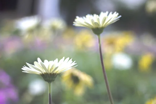 Gerbera jamesonii v květu — Stock fotografie