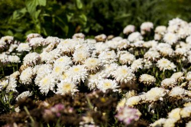 Krizantem flower.background